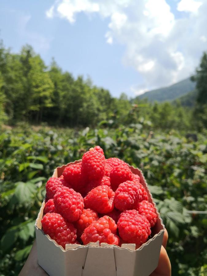 Koliba Pcelica 2 Villa Bijelo Polje Exteriör bild